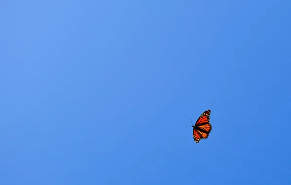 Небо, полет, голубое, оранжевая, минимализм, Бабочка