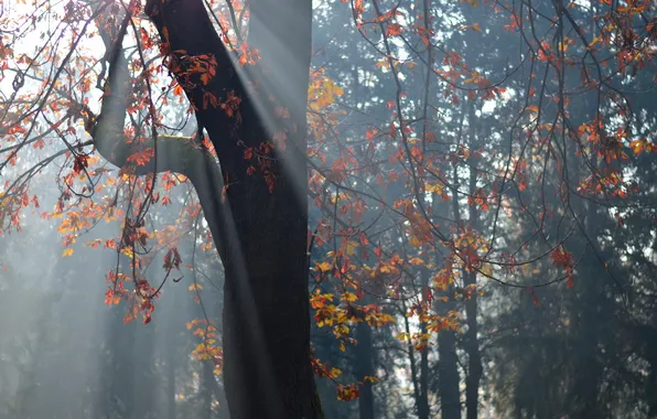 Картинка листья, свет, природа, дерево