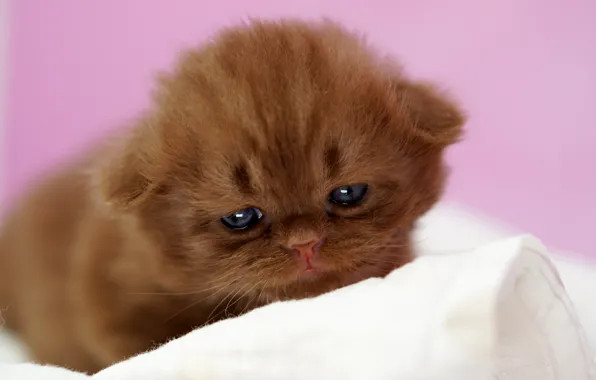 Кошка, котенок, малыш, мордашка, розовый фон, британский, боке, малютка
