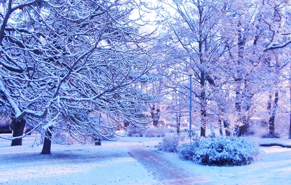 White, park, winter, tree, cold
