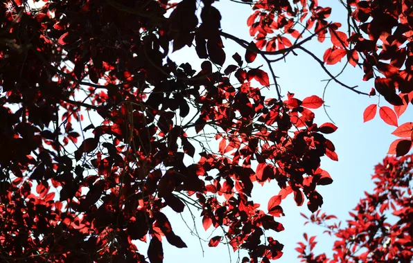 Листья, ветки, дерево, красные