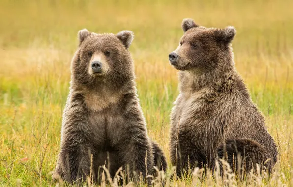 Картинка Alaska, brown bears, Lake Clark
