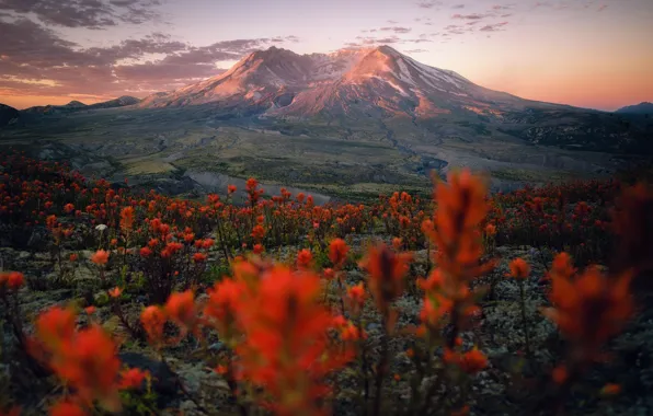 Цветы, гора, вулкан, долина