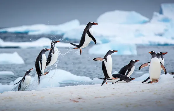 Картинка зима, вода, лёд, пингвины, прыжки