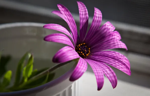 Картинка цветок, макро, пурпурный