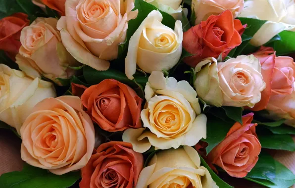 Картинка розы, букет, бутоны, разное