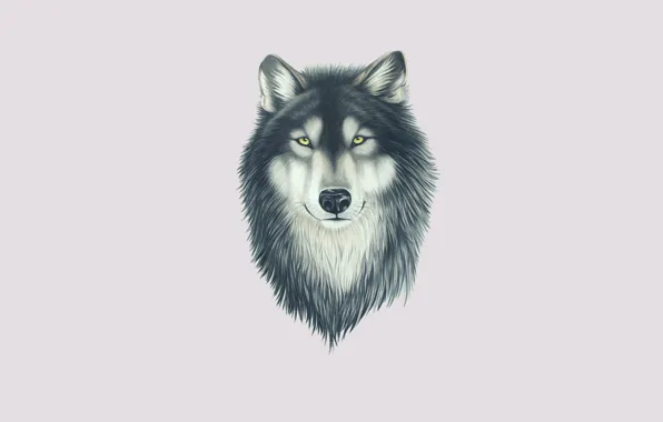 Картинка взгляд, морда, волк