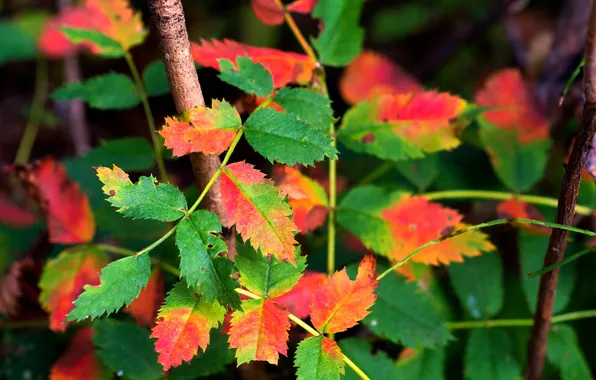 Картинка осень, листья, куст, ветка