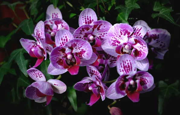 Картинка экзотика, орхидея, пятнистый