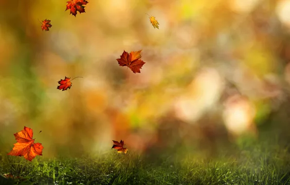 Осень, лес, трава, листья, цвета, капли, макро, природа