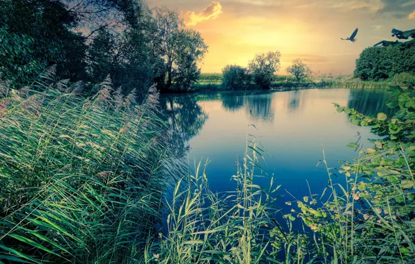 Трава, листья, деревья, закат, природа, озеро, заросли, птица