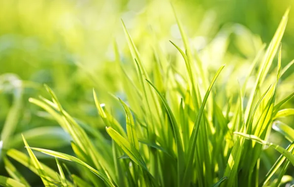 Зелень, лето, трава, свет, радость, свежесть, настроение, тишина