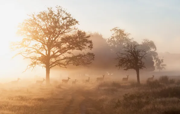 Картинка туман, утро, олени