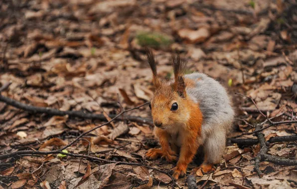 Листья, ветки, белка