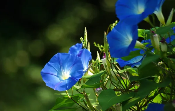 Цветы, голубые, вьюнок, ипомея, фарбитис, Ipomoea, Convolvulus