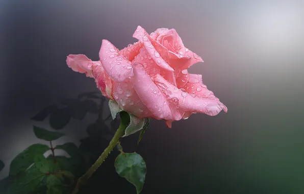 Цветок, капли, роса, розовый, роза