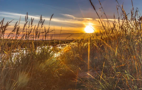 Поле, солнце, лучи, колосья