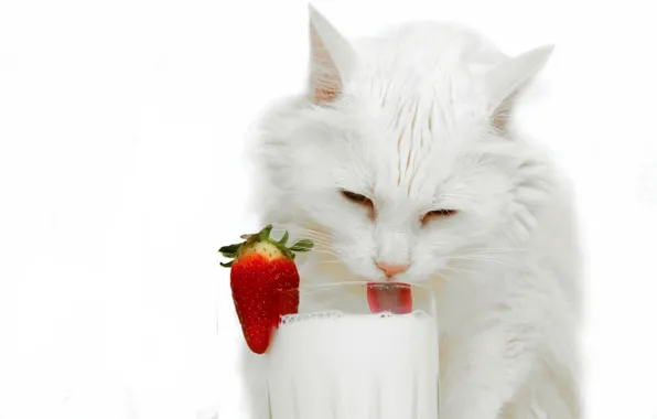 Кошка, стакан, молоко, клубника, белая