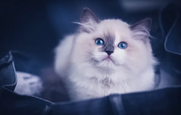 Кошка, взгляд, поза, котенок, портрет, джинсы, голубые глаза, мордашка