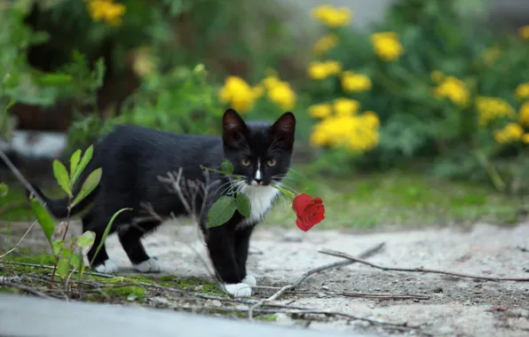 Картинка кошка, фон, роза