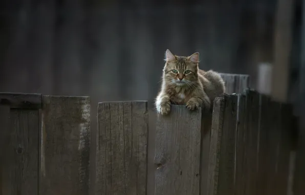 Кошка, кот, взгляд, забор, котейка