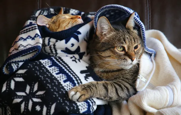 Кошка, кот, взгляд, морда, кошки, поза, уют, тепло