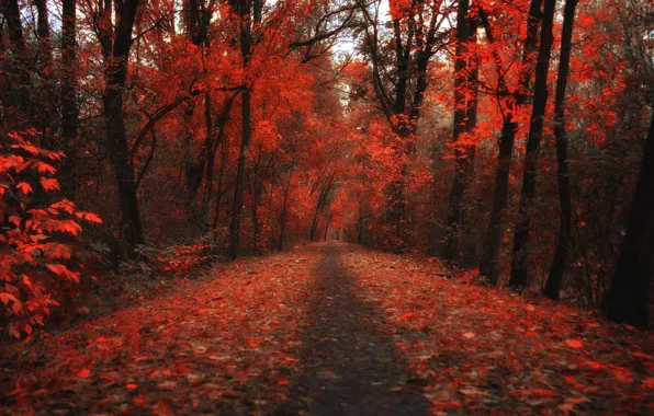 Картинка осень, лес, листья, деревья, листва, обработка, дорожка, красные