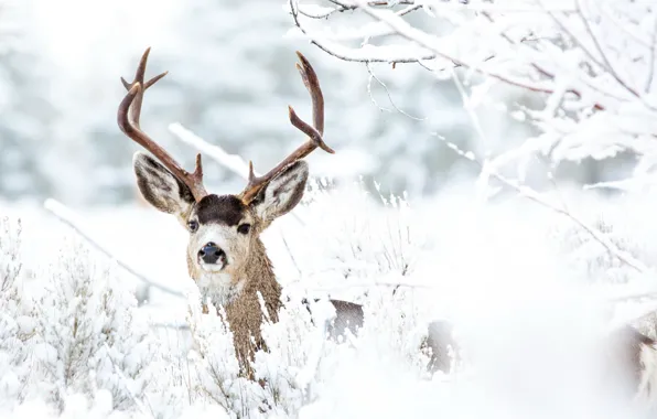 Зима, природа, олень