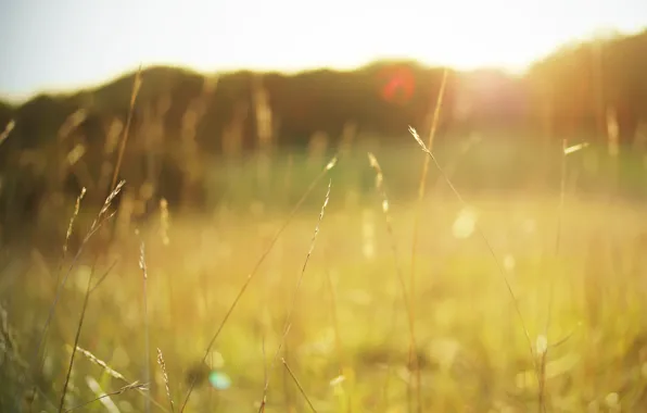 Картинка поле, лето, трава, солнце, макро, свет, природа, тепло
