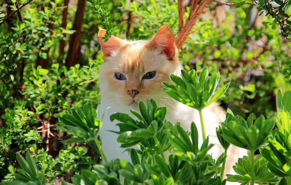Кошка, кот, листья