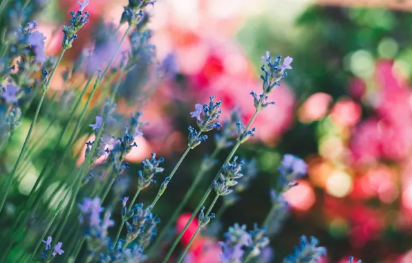 Картинка wallpaper, field, flowers, blur, stems