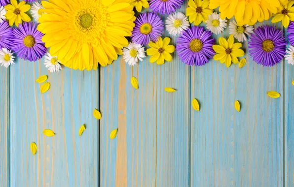 Картинка желтый, цветы, flowers, gerbera, yellow, garden, фон, purple