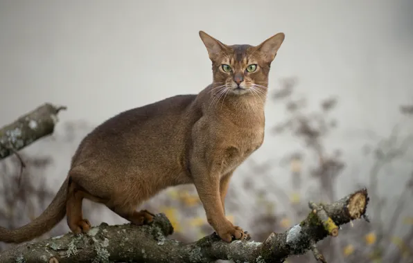Кошка, взгляд, дикая