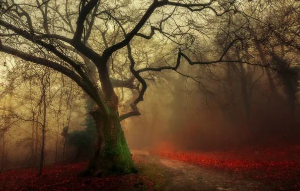 Картинка дорога, осень, лес, туман