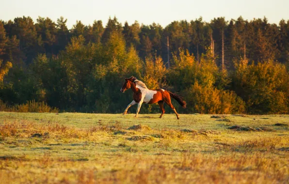 Поле, осень, лес, трава, свет, конь, лошадь, бег