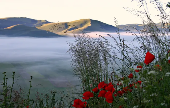 Картинка небо, трава, цветы, горы, туман, поля, маки, долина