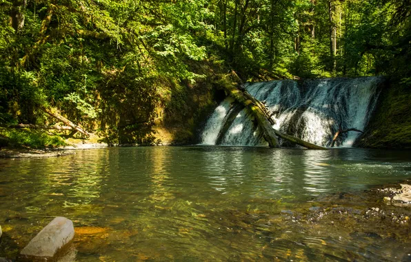 Картинка лес, водопад, США, Silver Falls State Park