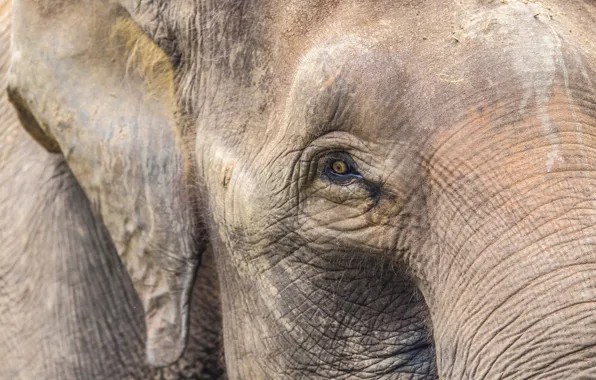 Eye, elephant, head, skin