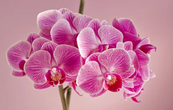 Картинка цветы, фон, орхидеи, розовые орхидеи
