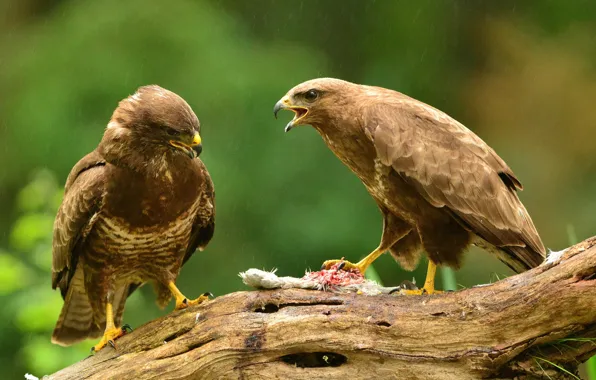 Картинка bird, animal, wildlife, .Hawk Bird Of Prey