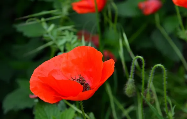 Весна, Spring, Red poppy, Красный мак