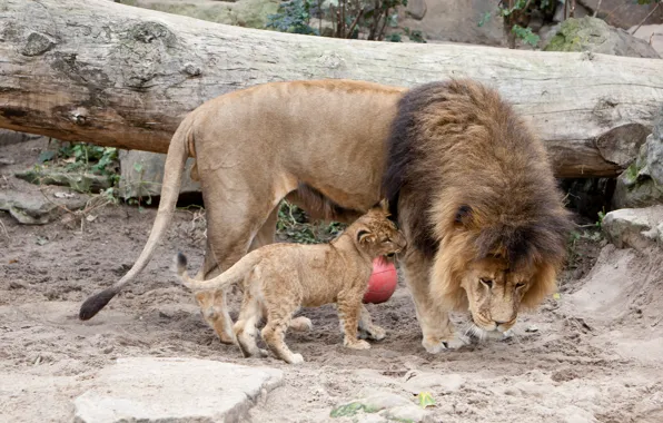 Картинка кошка, лев, грива, детёныш, львы, львёнок
