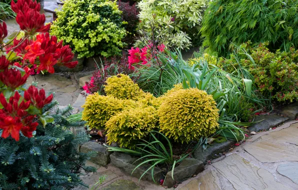 Цветы, Англия, сад, кусты, альстрёмерия, Walsall Garden