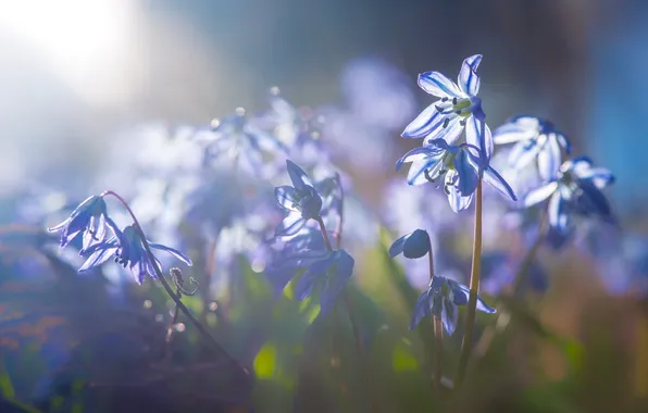 Макро, свет, цветы, природа