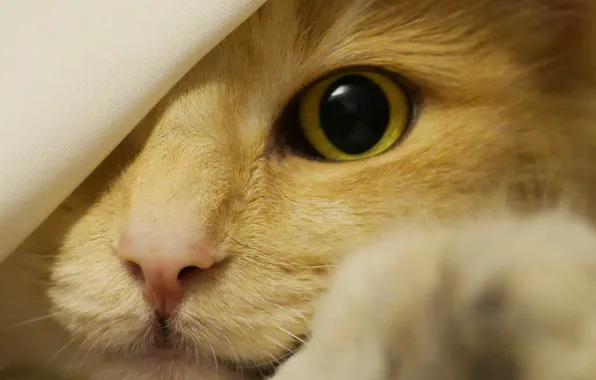 Картинка кошка, глаз, нос, лапка, подглядывает