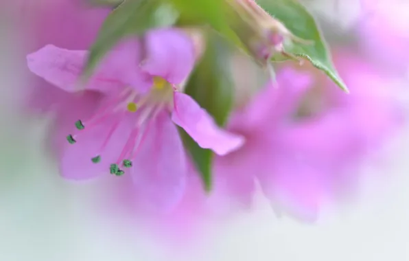 Листья, макро, природа, лепестки