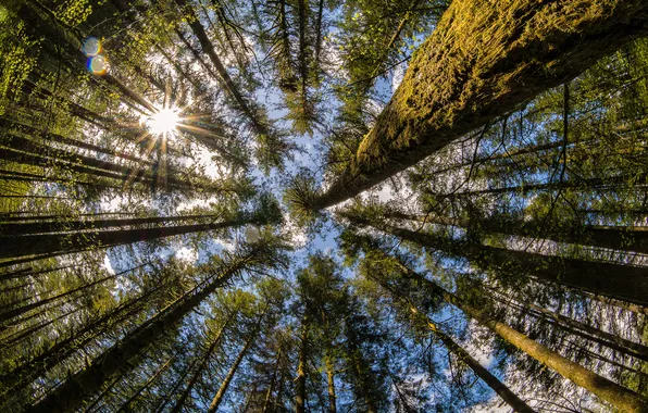Лес, деревья, природа, Washington, Moulton Falls