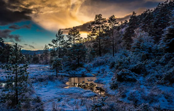 Картинка зима, лес, облака, снег, деревья, Норвегия, Norway