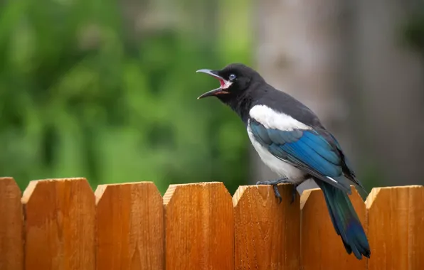 Птица, забор, Black-billed magpie