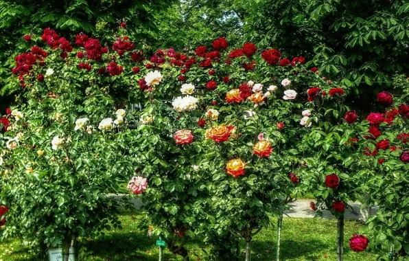Картинка лето, природа, розы, Цветы, colors, summer, кусты, nature